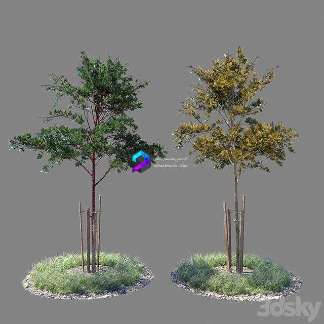Young tree 01 (two versions) 0