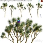 مدل سه‌بعدی درخت یوکا نرم‌نوک اسپانیایی | Yucca gloriosa Gloriosa or Soft Tip Yucca Spanish 0