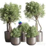 مدل سه‌بعدی گیاهان آپارتمانی در گلدان‌های مدرن | collection Indoor outdoor plant 122 0