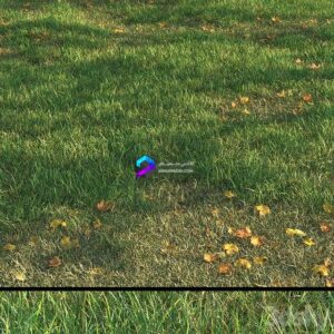 grass011