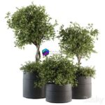 مدل سه‌بعدی درختان آپارتمانی در گلدان مدرن | indoor Plant Set 193 – Tree in pot 0
