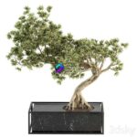 مدل سه‌بعدی درخت بونسای تزئینی | indoor Plant Set 225 – Bonsai Plant 0