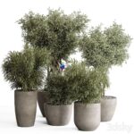 مدل سه‌بعدی مجموعه گیاهان آپارتمانی در گلدان‌های مدرن | indoor Plant Set 417 Tree and Bush