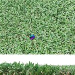 مدل سه‌بعدی چمن طبیعی | lawn