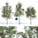 مدل سه‌بعدی درخت کاج خارجی | pine trees collection vol 11 0