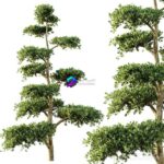 مدل سه‌بعدی درخت تزئینی با شاخ و برگ متراکم | tree set 04 0